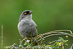 (Guatemalan) Yellow-eyed Junco