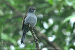 Brown-backed Solitaire