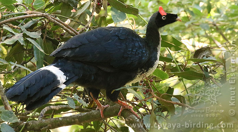 immature Horned Guan