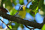 Crescent-chested Warbler