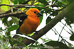 Yellow Grosbeak