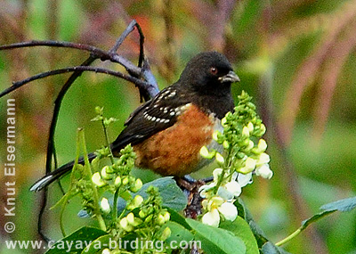 Spotted Towhee