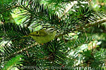 Golden-crowned Kinglet