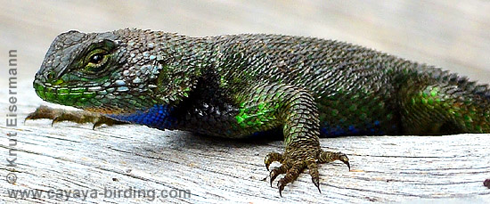 Chiapan Malachite Spiny Lizard, Sceloporus smaragdinus