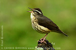 Louisiana Waterthrush