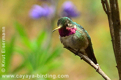 Broad-tailed Hummingbird