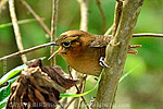 Rufous-browed Wren