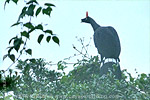 Horned Guan