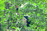 Horned Guan