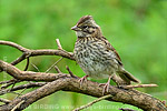 Rufous-collared Sparrow