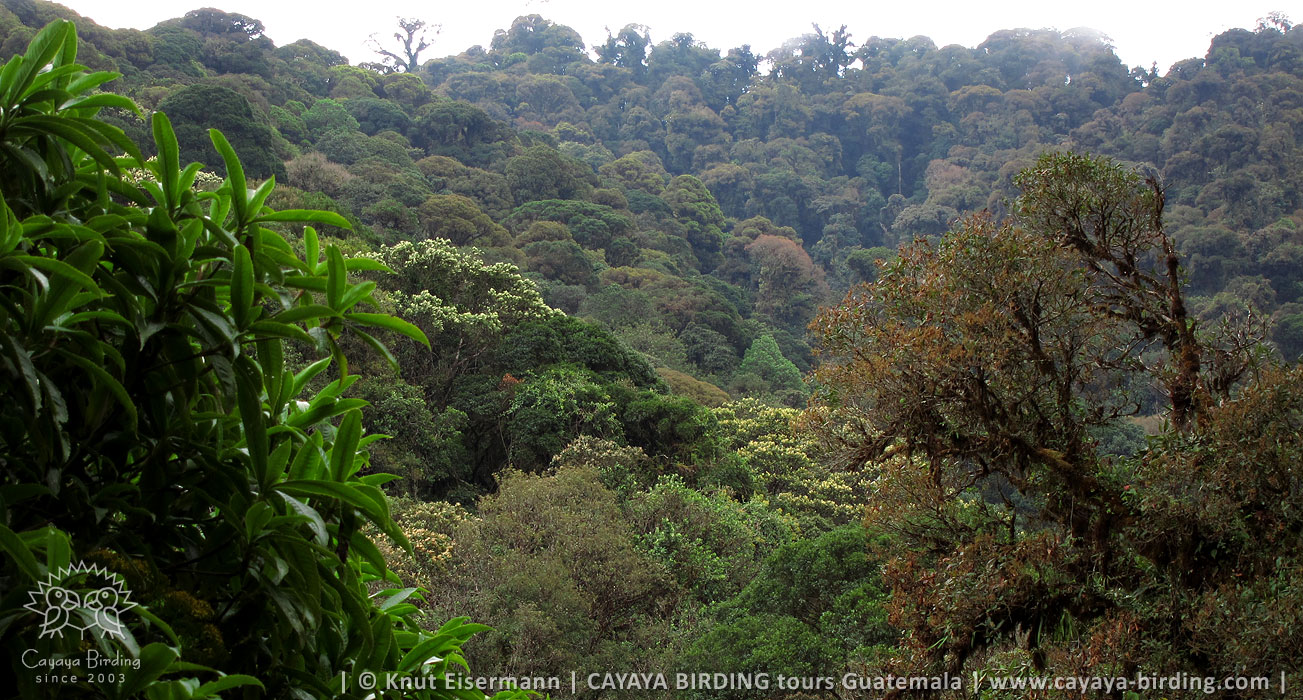Amethyst-throated Mountain-gem habitat in Guatemala