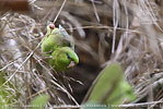 Barred Parakeet feeding bamboo seeds