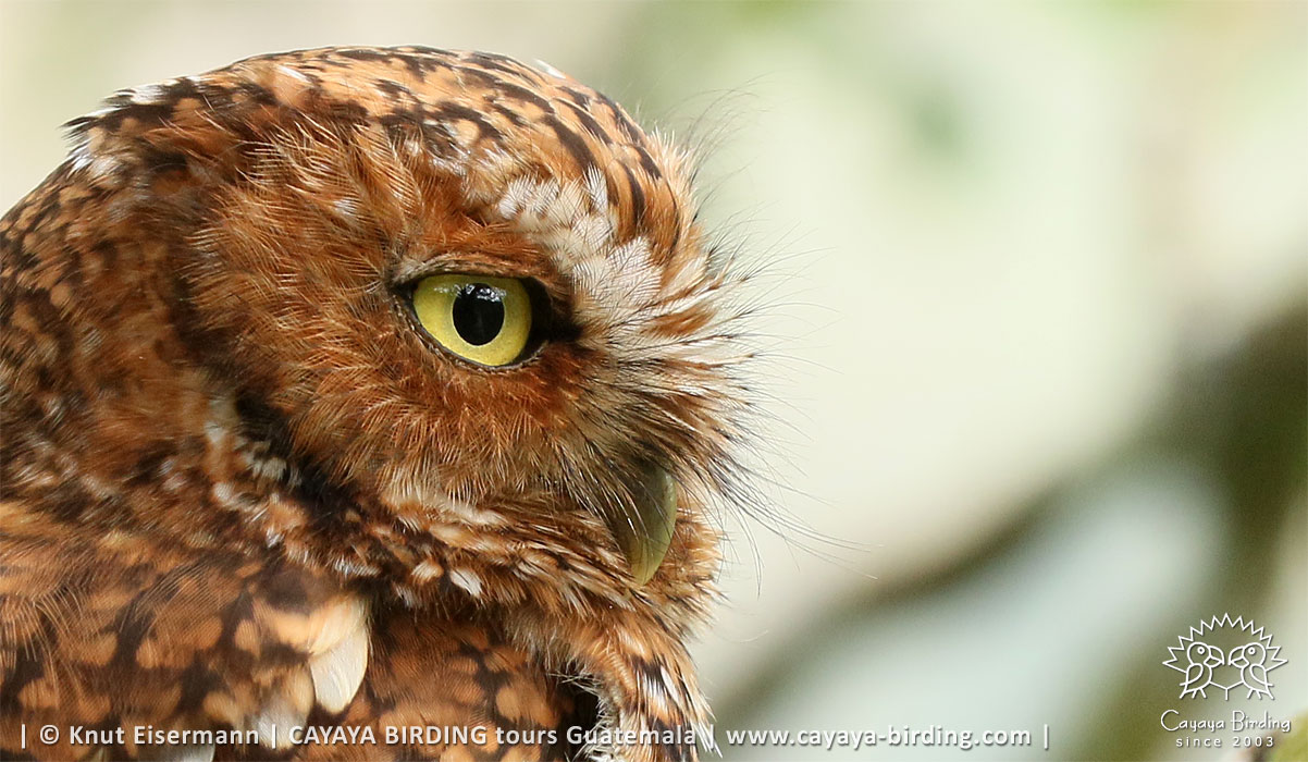 Bearded Screech-Owl in Guatemala