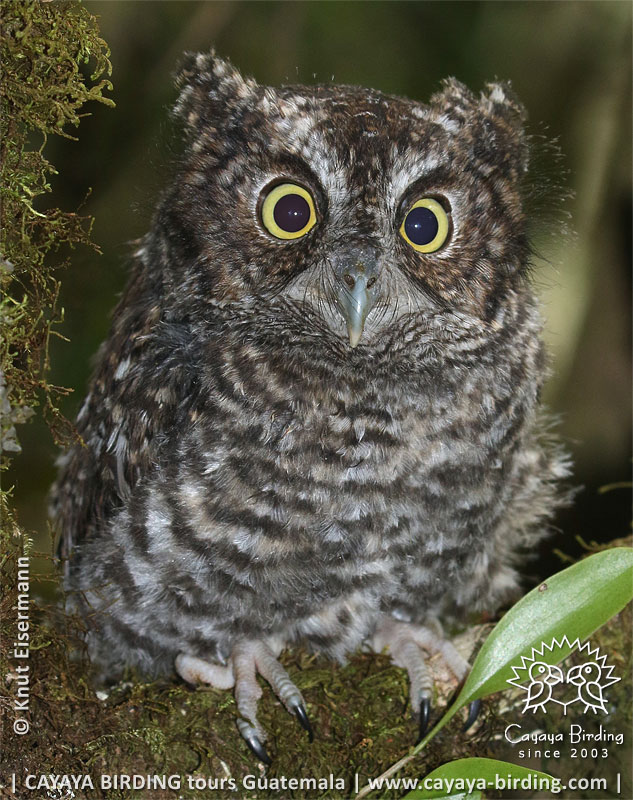 juvenile Bearded Screech-Owl
