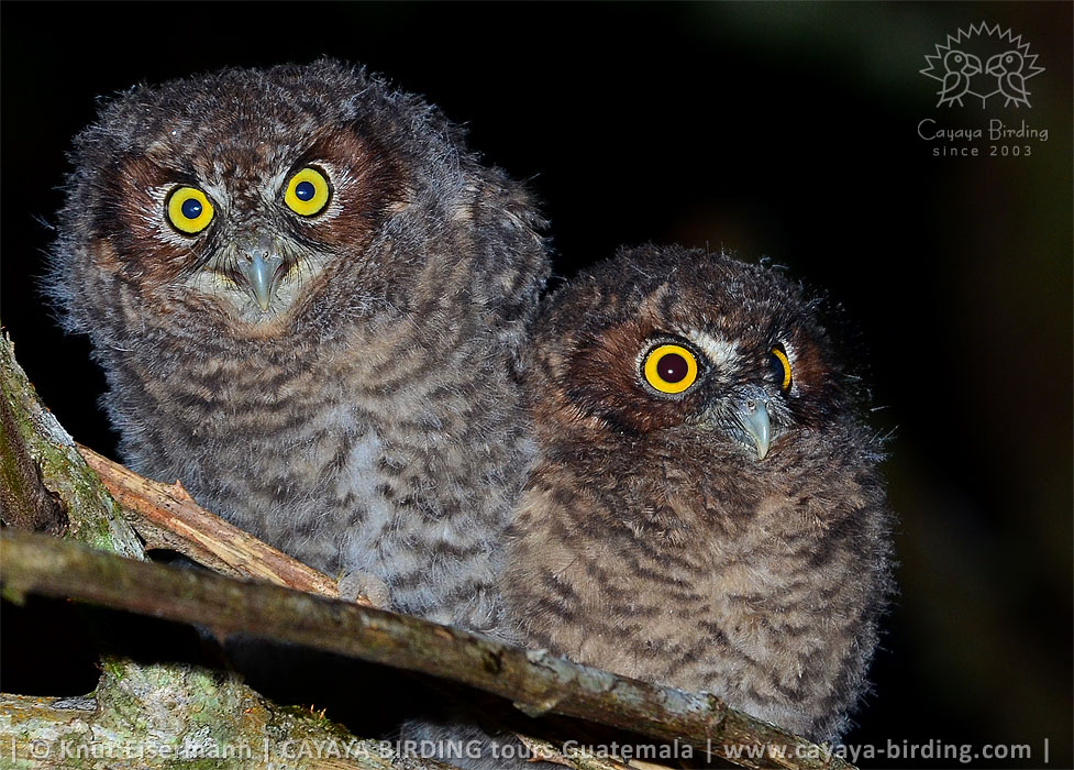 juvenile Bearded Screech-Owl
