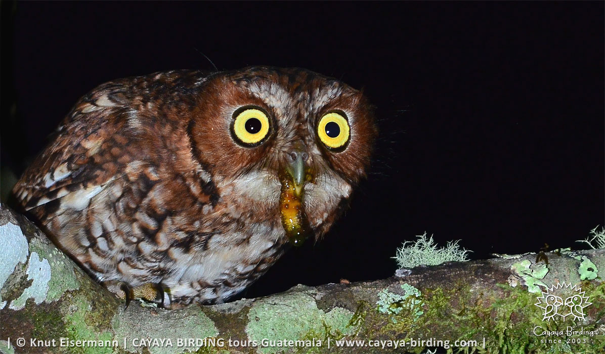 Bearded Screech-Owl with larvae