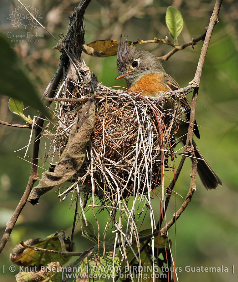 Adult Belted Flycatcher attending a nest