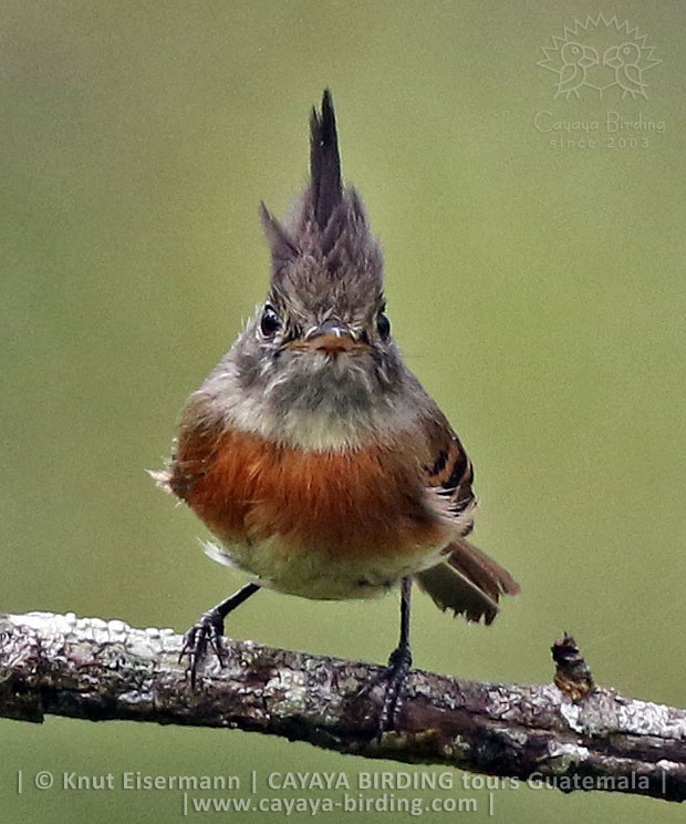 Furious look of a Belted Flycatcher showing its spiky crest