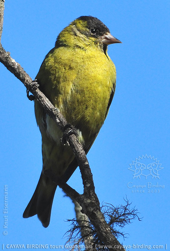 Black-capped Siskin in a high-elevation woodland in Guatemala