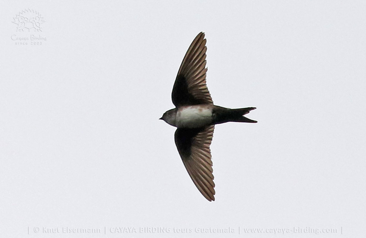 Black-capped Swallow in flight
