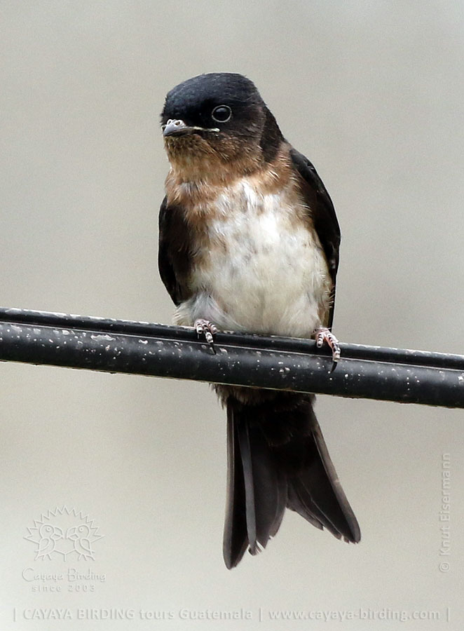 juvenile Black-capped Swallow