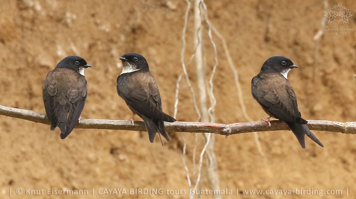 Adult Black-capped Swallows in Guatemala