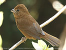 portrait female Blue Seedeater