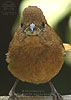 portrait female Blue Seedeater