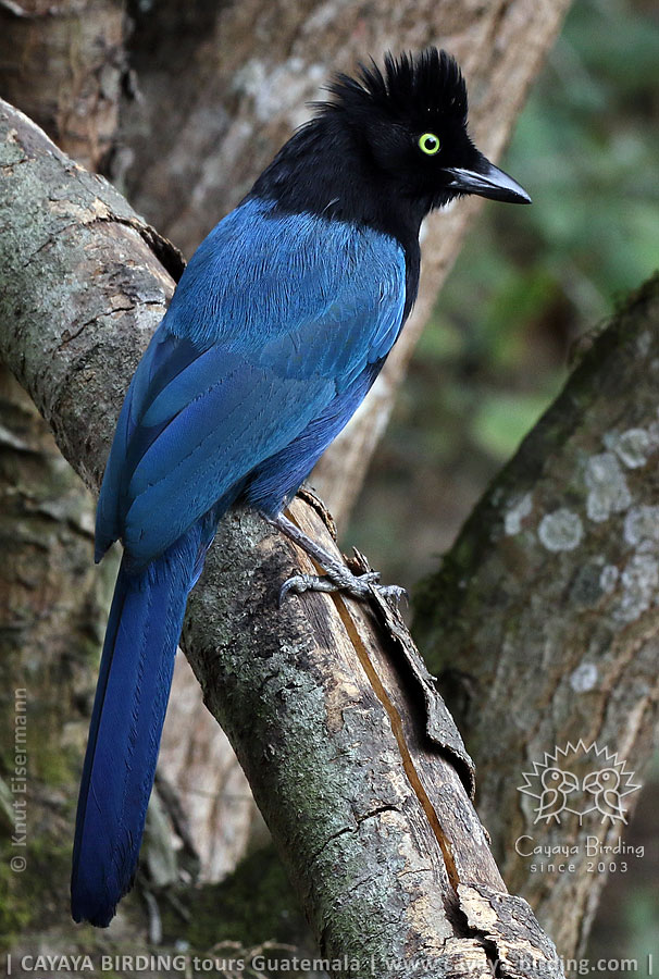 Bushy-crested Jay with raised crest