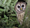 Fulvous Owl, birding tours in Los Tarrales with CAYAYA BIRDING
