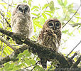 Fulvous Owl adult with juvenile