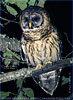 Fulvous Owl