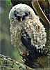 juvenile Fulvous Owl
