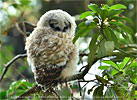 juvenile Fulvous Owl