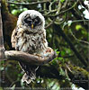 juvenile Fulvous Owl