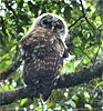 juvenile Fulvous Owl