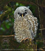 juvenile Fulvous Owl