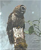 Fulvous Owl