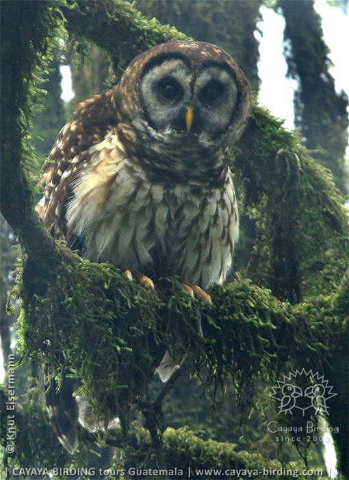 Fulvous Owl in cloud forest
