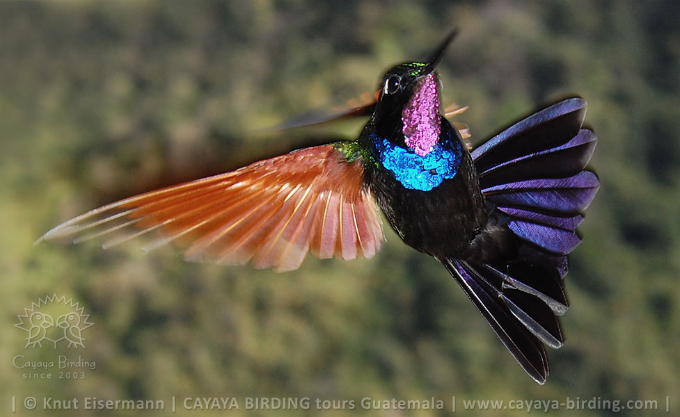 Garnet-throated Hummingbird in Guatemala