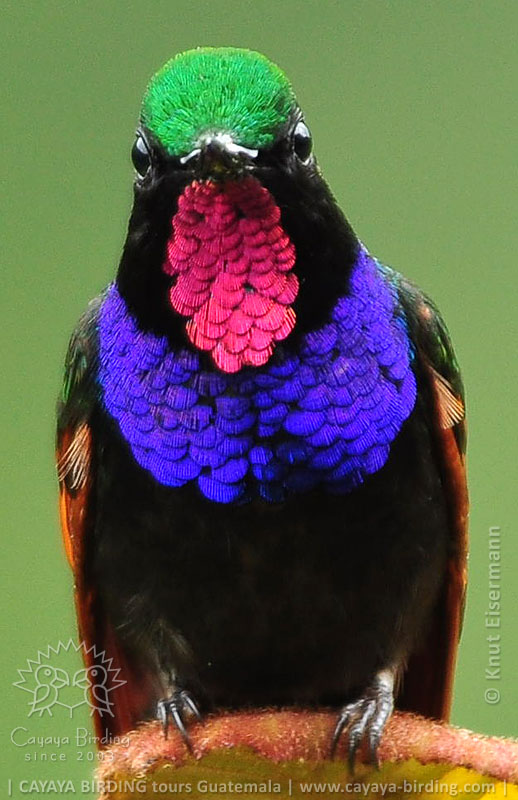 Garnet-throated Hummingbird male