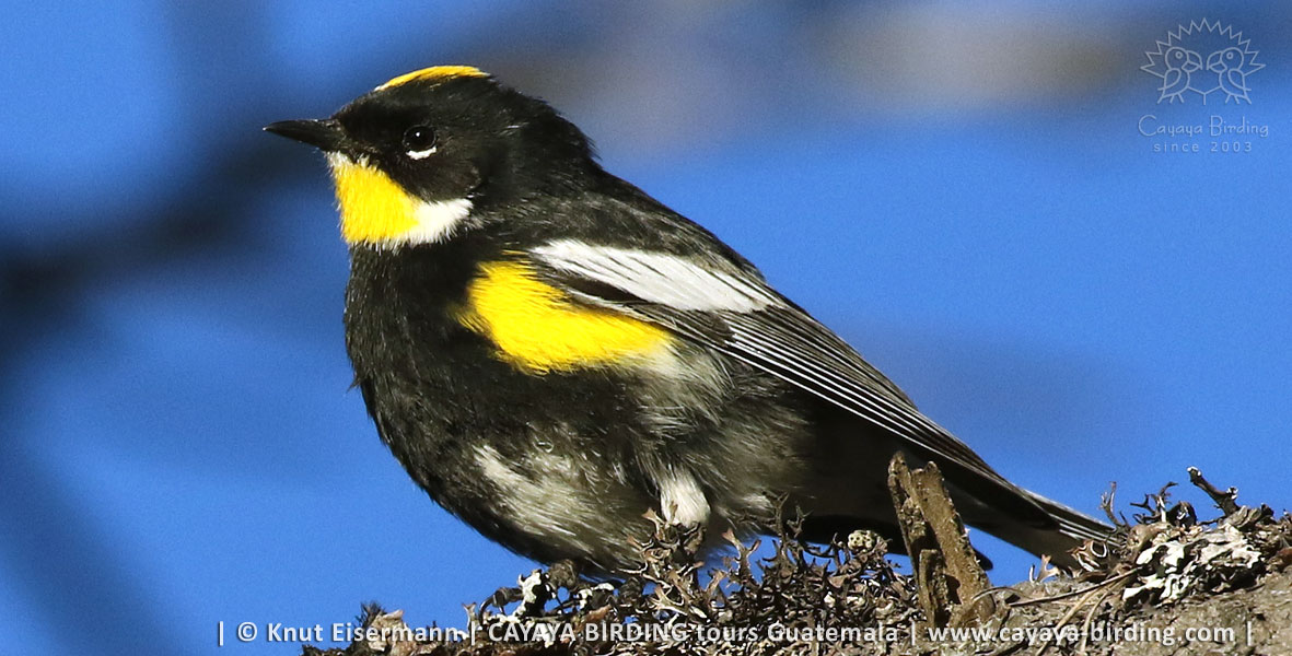 Goldman's Warbler in Guatemala