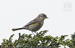 female Goldman's Warbler in Guatemala