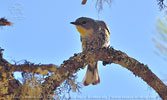 female Goldman's Warbler in Guatemala