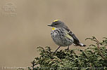 female Goldman's Warbler in Guatemala