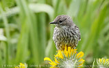 juvenile Goldman's Warbler in Guatemala