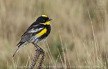 male Goldman's Warbler in Guatemala