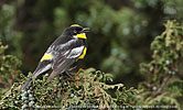 male Goldman's Warbler in Guatemala