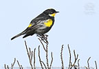 male Goldman's Warbler in Guatemala