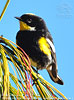 male Goldman's Warbler in Guatemala